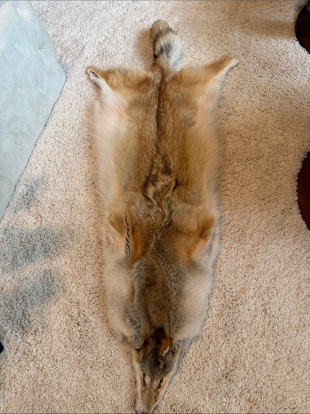 Natural coyote Fur Pelt Golden Brown black white gray new soft blanket decor art